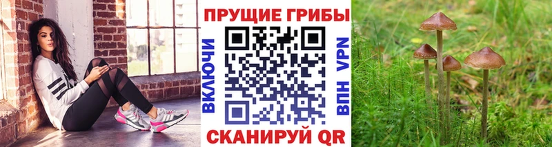 Купить  Нелидово  Галлюциногенные грибы мицелий 
